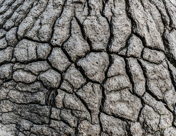 Full frame shot of cracked tree stump