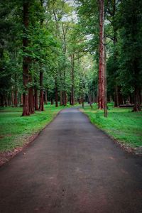 Road amidst trees in forest