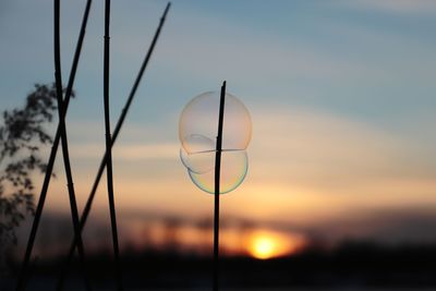 Close-up of silhouette plant against sky during sunset