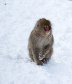 Japanese macaque on snow