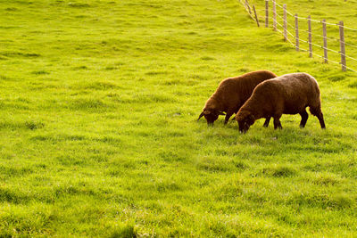 Sheep grazing in a field