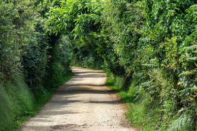 Footpath amidst trees