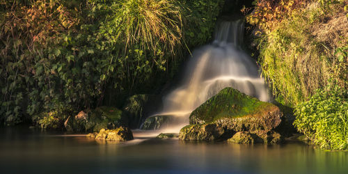 Scenic view of waterfall in forest