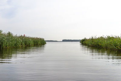 Green reeds growing along the channel that lead to a lake, photo taken in the netherlands.