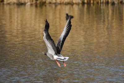 Bird flying over lake