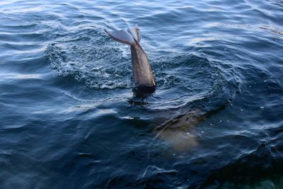 High angle view of turtle in sea