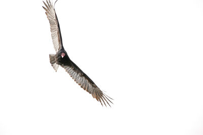 Low angle view of bird flying against clear sky