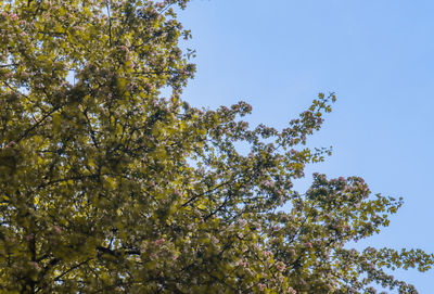 Low angle view of trees against blue sky