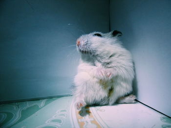 Close-up of cat sitting on wall