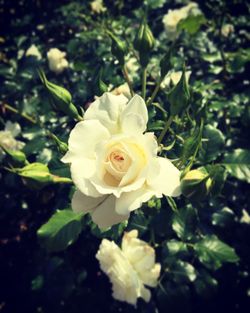 Close-up of white rose blooming outdoors