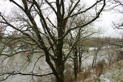 Low angle view of bare trees in winter