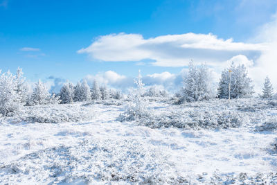 Snow covered trees against sky