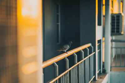 Low angle view of bird in cage