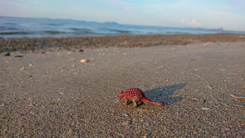 View of crab on beach