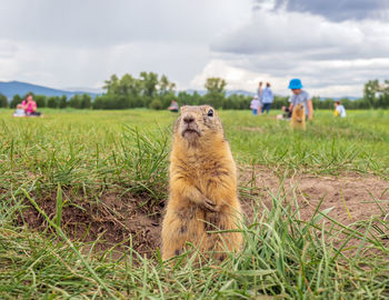Gopher is standing on the city lawn near its hole and looking at the camera. close-up.