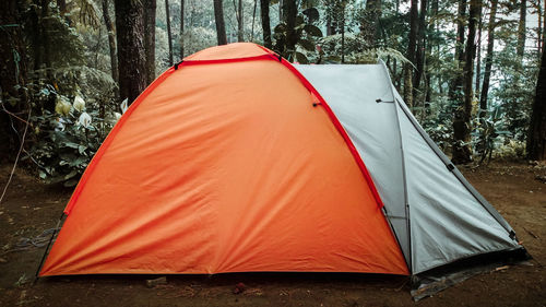 A forest atmosphere with a forest background and camping tents in bogor, indonesia