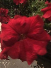 Close-up of red rose against blurred background