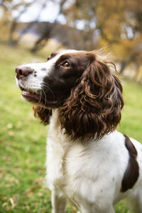 Close-up of dog looking away