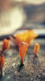 Close-up of orange flower on wood