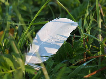 Close-up of feather on plants