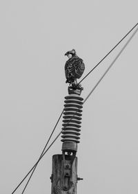 Low angle view of telephone pole against clear sky