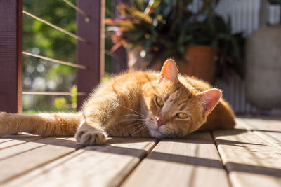 Portrait of cat lying on porch