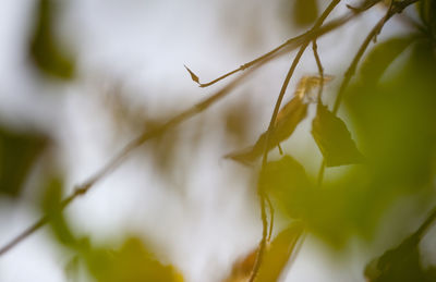 Close-up of leaves