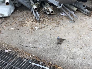 High angle view of peaceful dove perching by metals on ground