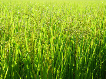 Full frame shot of corn field