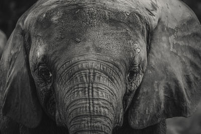 Close-up of elephant