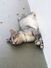 High angle view of cat sleeping on footpath