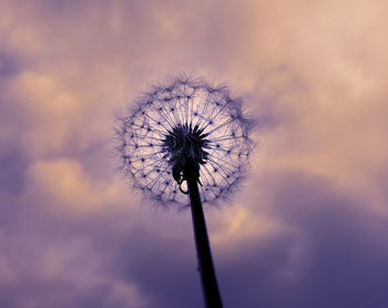 Low angle view of dandelion against sky