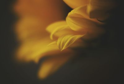 Close-up of yellow flower