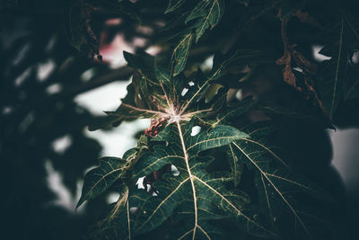 Close-up of leaves on tree