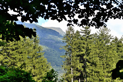 Scenic view of green landscape and mountains