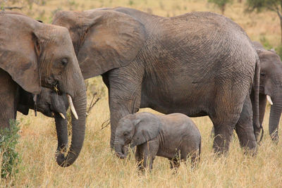 Elephants standing on grassy field