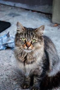 Close-up portrait of cat sitting on street