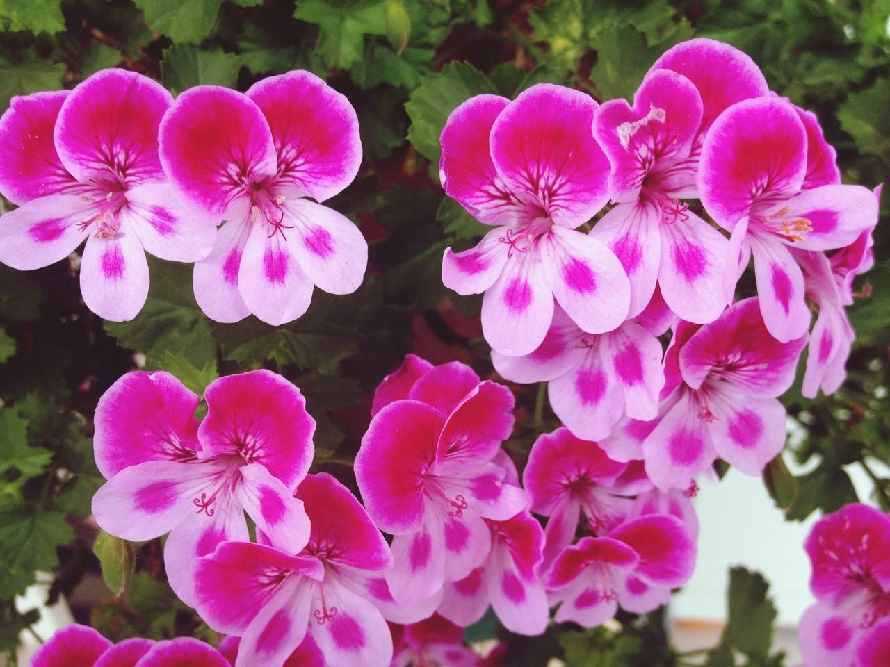 flower, freshness, petal, fragility, growth, beauty in nature, pink color, flower head, close-up, nature, blooming, focus on foreground, plant, in bloom, purple, park - man made space, blossom, outdoors, day, pink