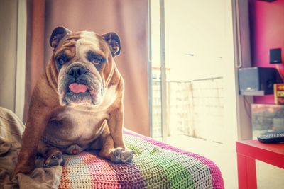 Portrait of dog sitting at home