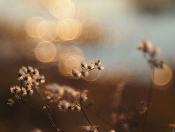Close-up of flowering plant on field