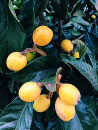 Close-up of lemons on tree