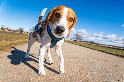 Portrait of dog