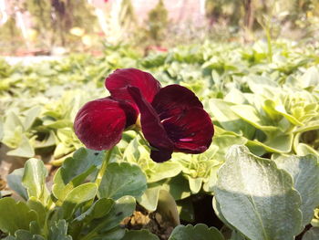 Close-up of red flowers