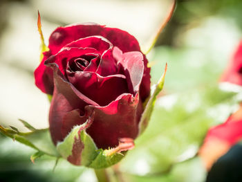 Close-up of pink rose