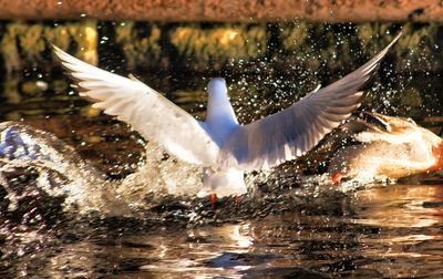 Birds flying over lake