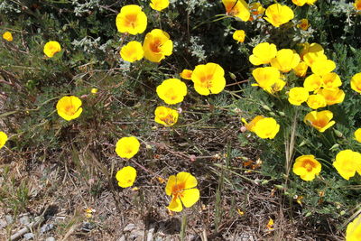 yellow