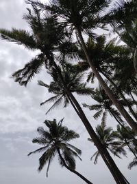 Low angle view of coconut palm tree against sky