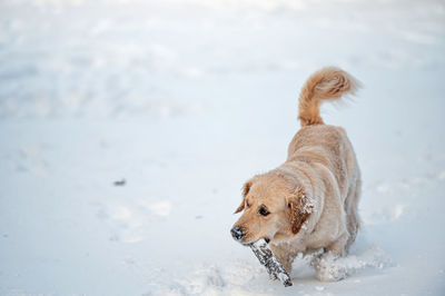 Golden retriever puppy playing in the snow