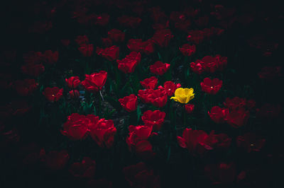 High angle view of red and yellow tulips on field