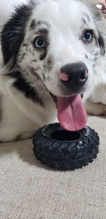 Close-up portrait of a dog